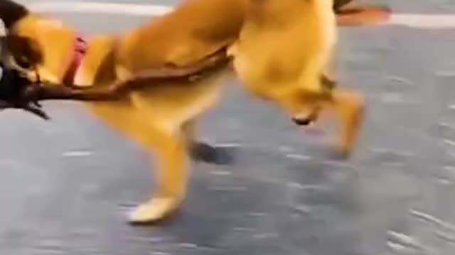 Daily wee pets