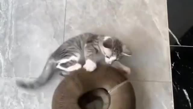 Funny Cat Video