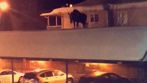 Moose on a Roof