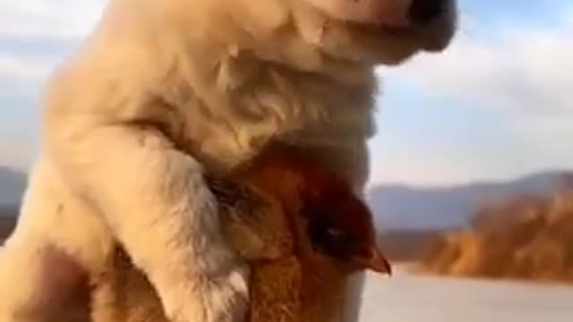 funny cute dogs love with chicken