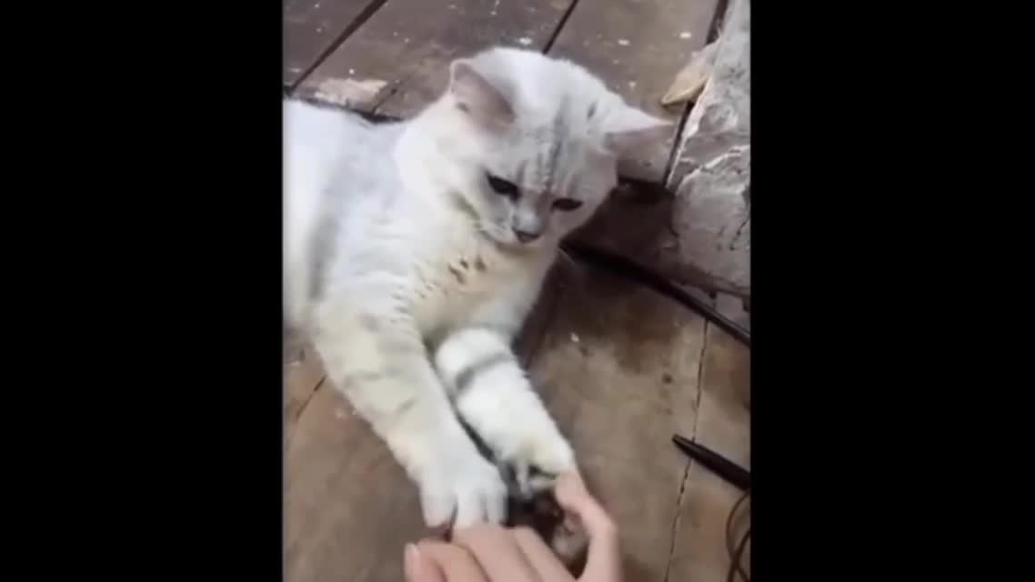 cute cat video