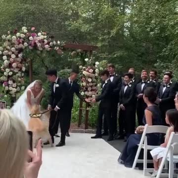 This Golden Retriever ring bearer is just what every wedding needs