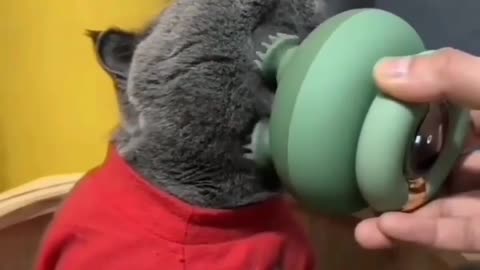 For more cut kitties 😳