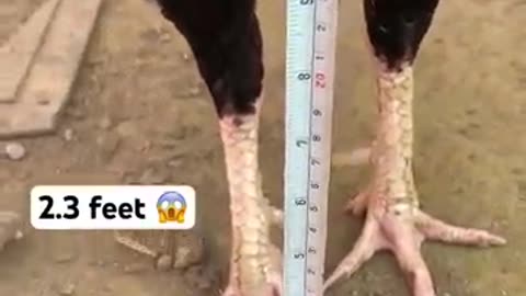 You never seen 2.3 feet aseel male