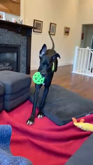 Great Dane Slo Motion - Running to Couch with BALL
