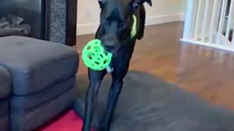 Great Dane Slo Motion - Running to Couch with BALL