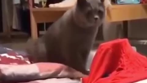 Funny Cat Reaction🤣🤣🤣