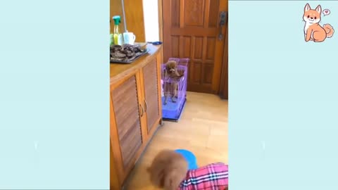 Cute funny and smart dog compilation