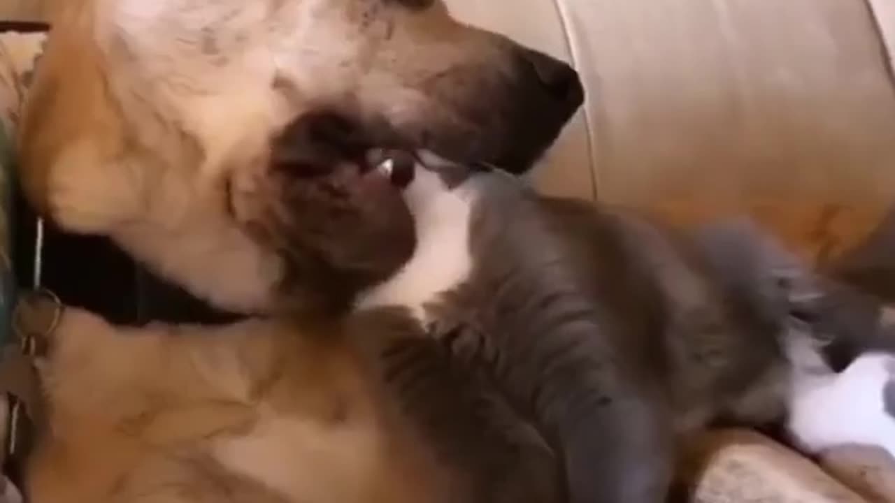 Cat Taps Out After Dog Playfully Chews On His Head