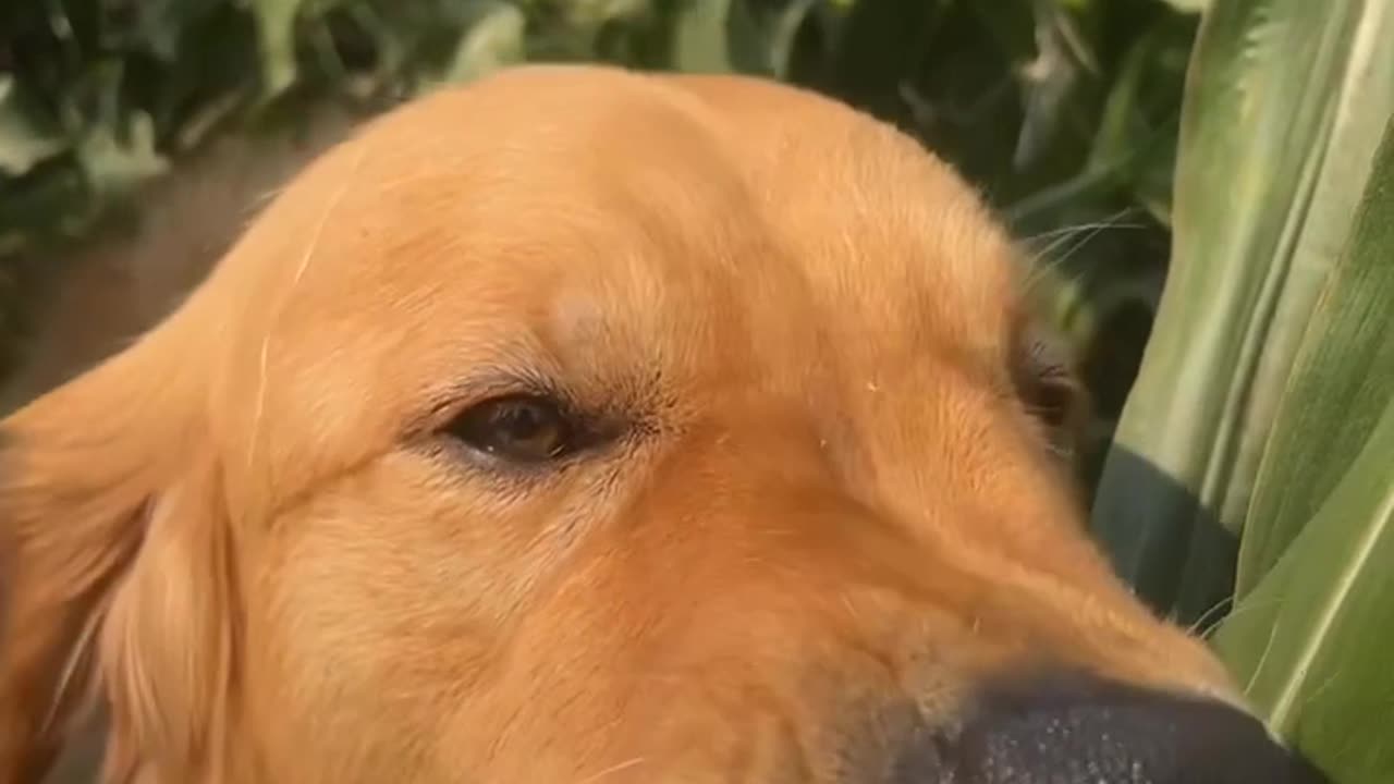 Golden Retriever Loves Corn