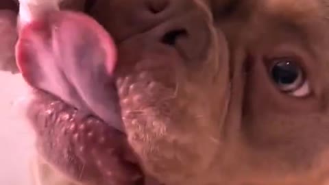 FUNNY ANIMALS VIDEOS TRY NOT TO LAUGH