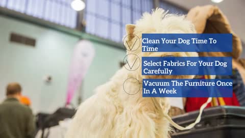 Tips to keep your house super clean with a Dog