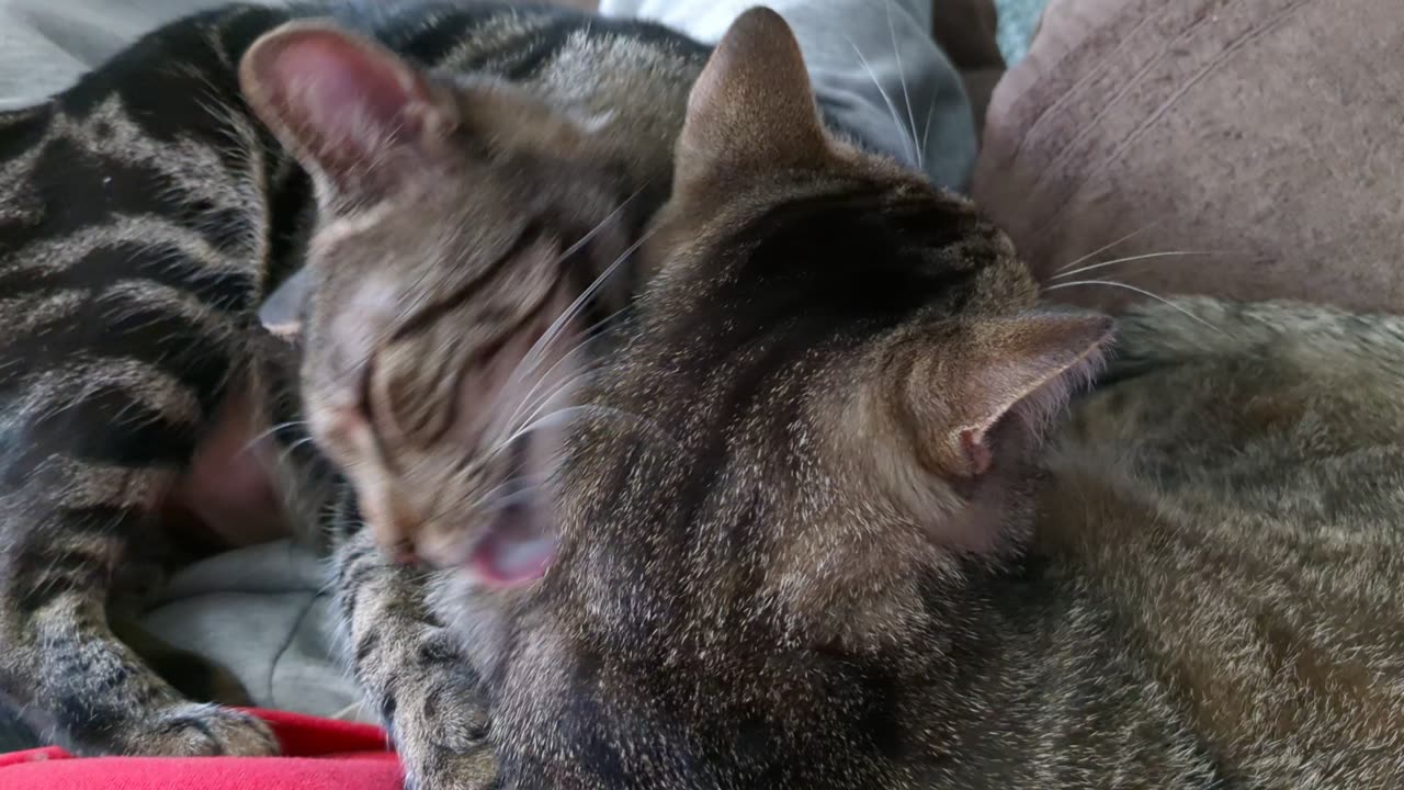 Tootsie and Cassie grooming each other