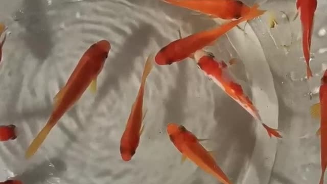 Small goldfish