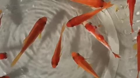 Small goldfish