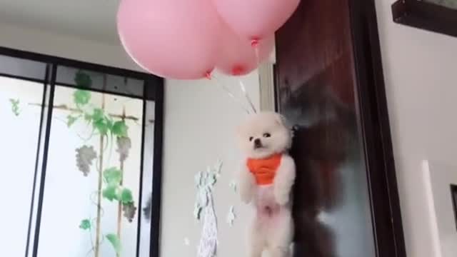 Fly happily