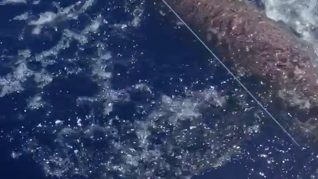 Extreme Shark Catch and Release