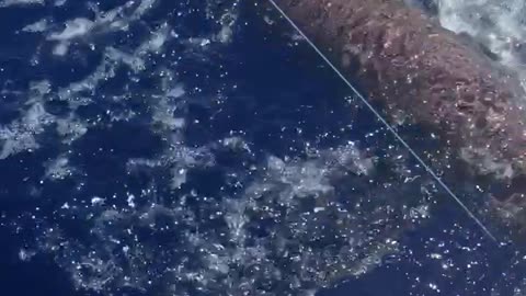 Extreme Shark Catch and Release