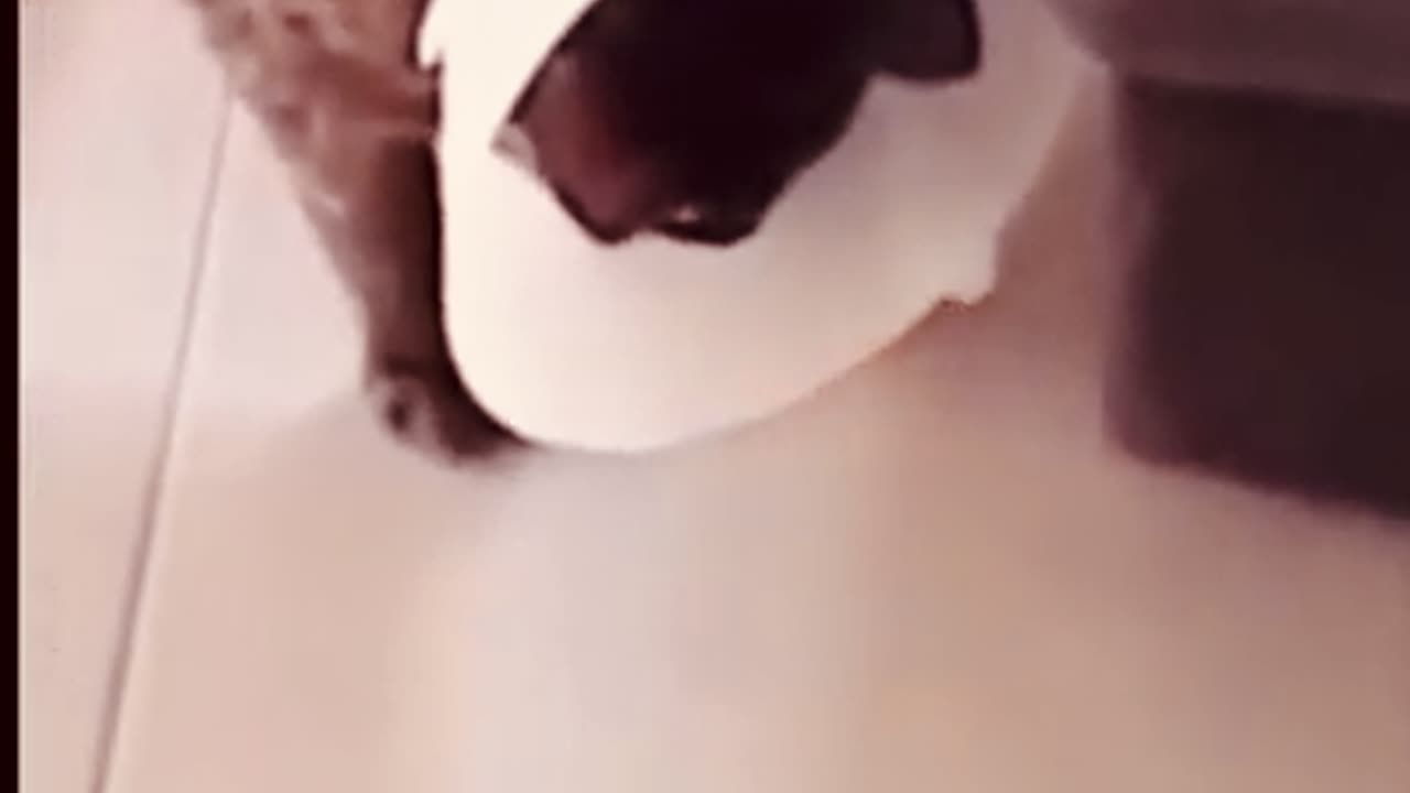 Funny animal videos 2024