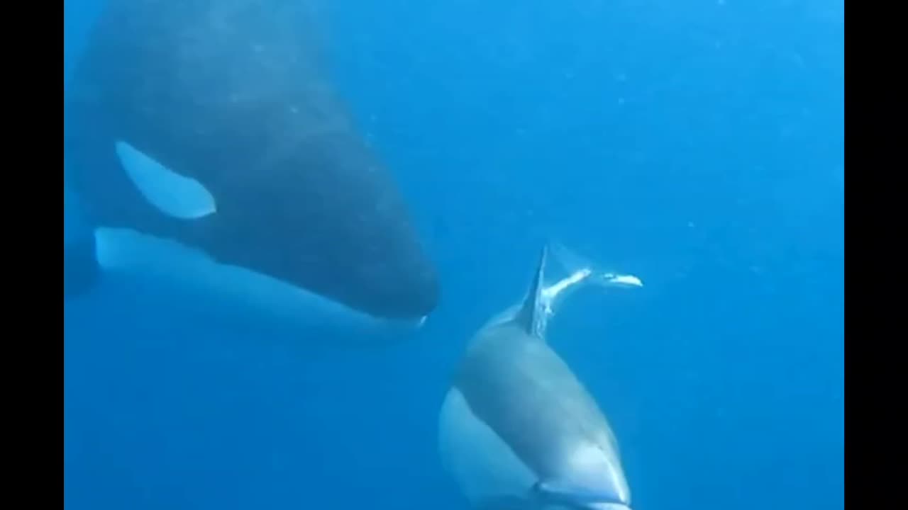 Orca Zeroes In On An Injured Dolphin