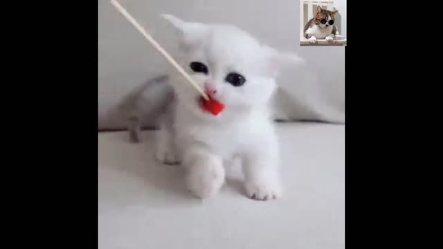 Funny Cats and Kittens Meowing Compilation //some fun in life