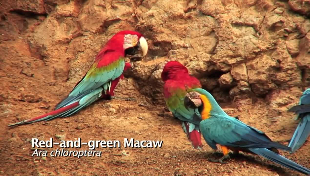 Macaw Parrots claylicks of Tambopata