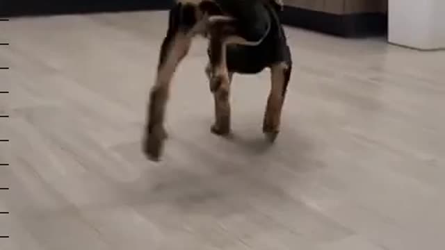 Happy Puppie Dance