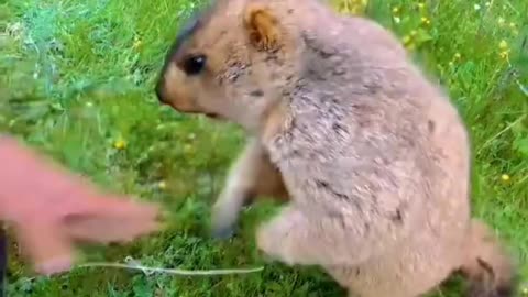 A friend's marmot came to ask for food