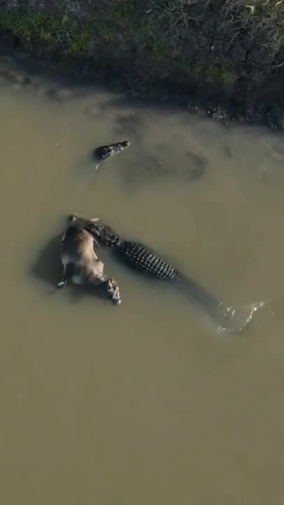 crocodile the king of the swamp