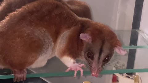 Bichita in the mmirror