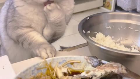 A cat who eats fish with rice