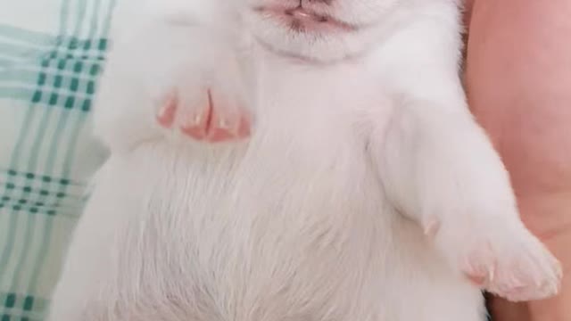 The puppy I want to touch even if I touch it