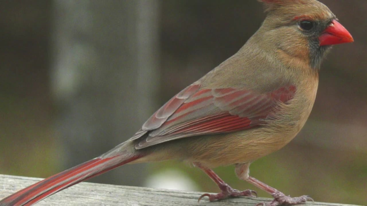 FLORIDA BIRDS SINGING FOR RELAXATION !!!!