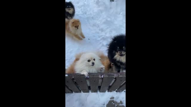 Puppy Avenue | #funnypets Rumble