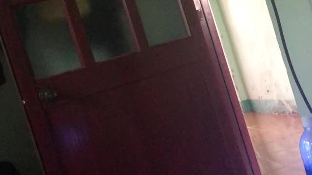 Dog's Squeezes Through Tiny Gap
