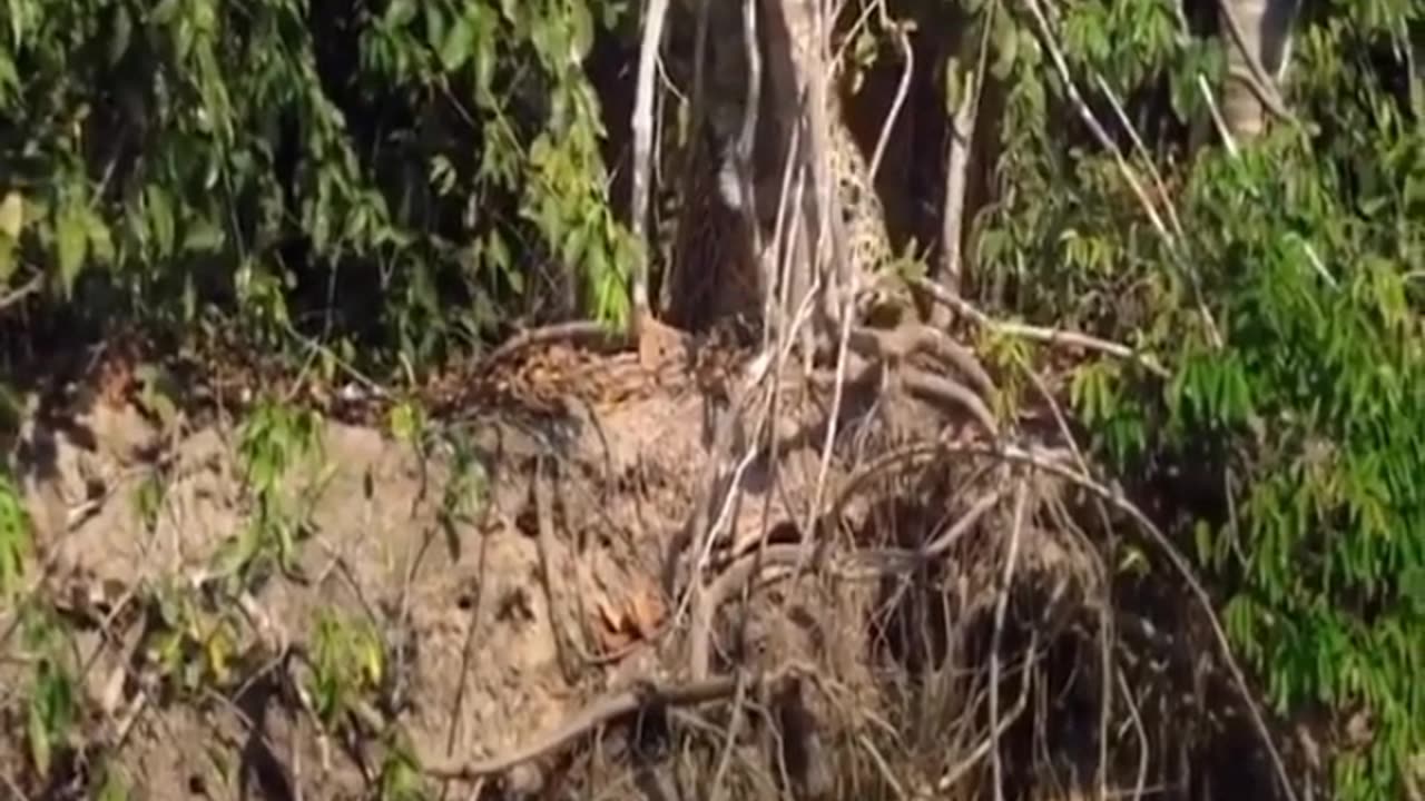 see the difference between a lion and a leopard pouncing on a crocodile