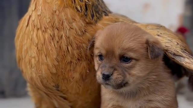 The chicken really said, here friend let me warm you up🥺