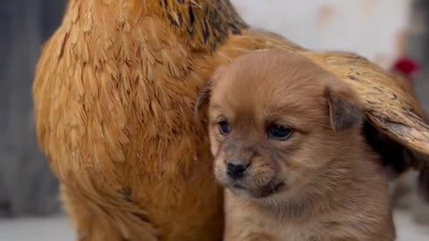 The chicken really said, here friend let me warm you up🥺