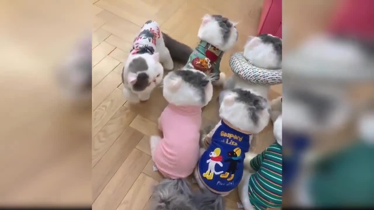 baby cats and dogs complitation