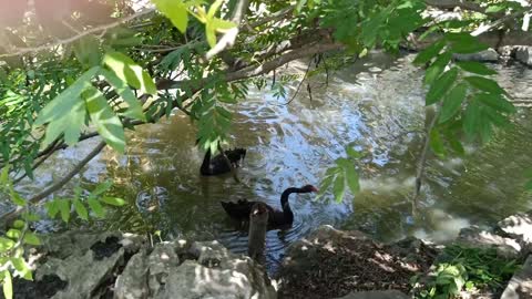 Ducks in the water