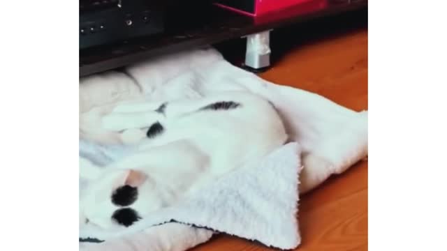 Try Not To Laugh Animals | Funniest Cat Videos In The World | Funny Animal Videos