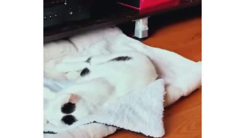 Try Not To Laugh Animals | Funniest Cat Videos In The World | Funny Animal Videos