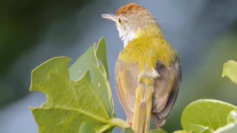 Nest Bulding.