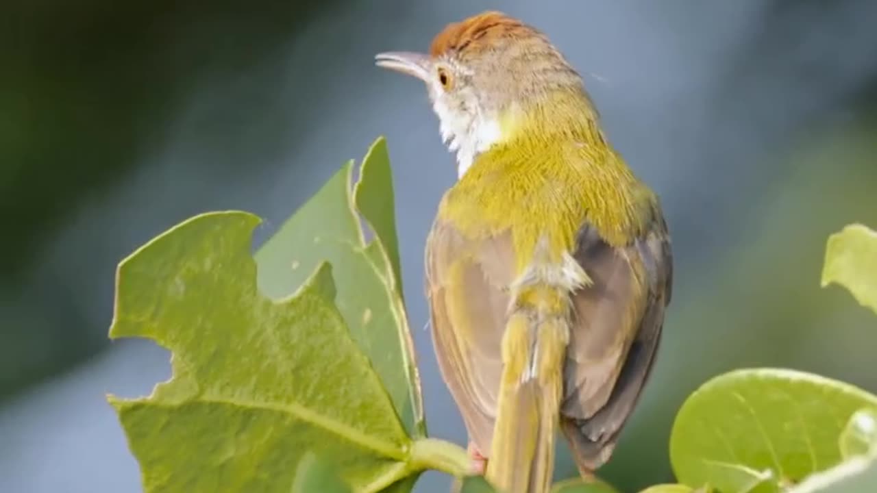 Nest Bulding.