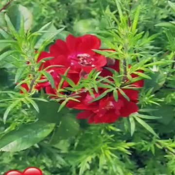 Beautiful flowers 💐