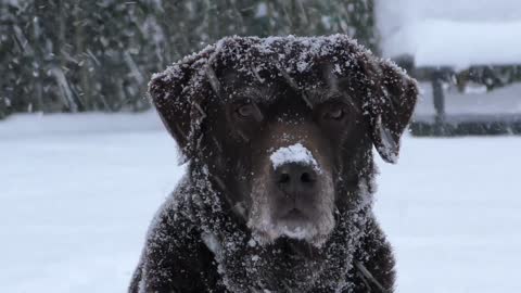 Amazing Labrador Dog living in ice