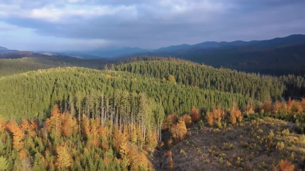 Enchanting Autumn Forests with Beautiful Piano Music