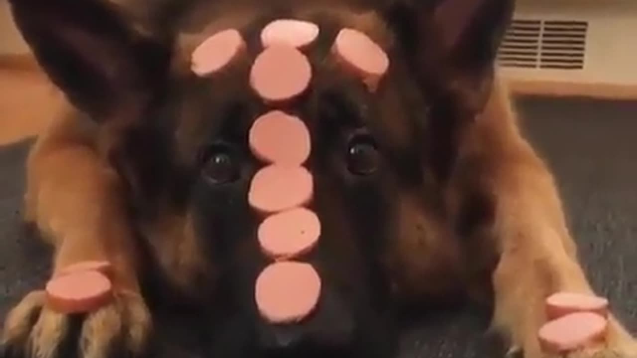Cute and funny animals
