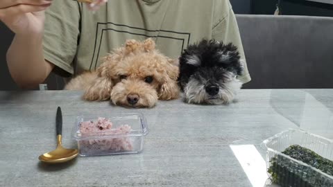 puppies staring at rice