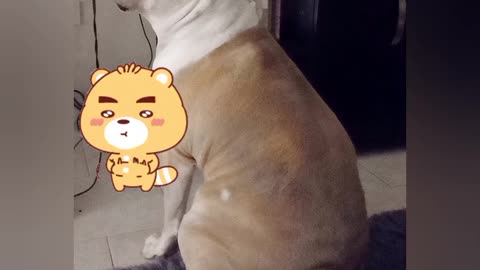 😍 Pitbull behaves wanting her bone